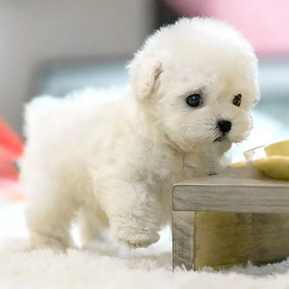 Buddy Robot™ – Il Cucciolo Interattivo che Conquista tutta la Famiglia