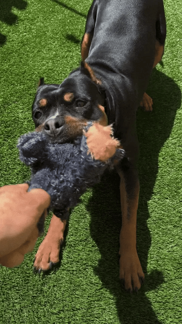 Gioco per cani orso con suoni eccitanti