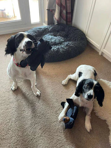 Gioco per cani per mesi di divertimento