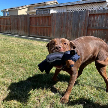 Gioco per cani in nylon sicuro