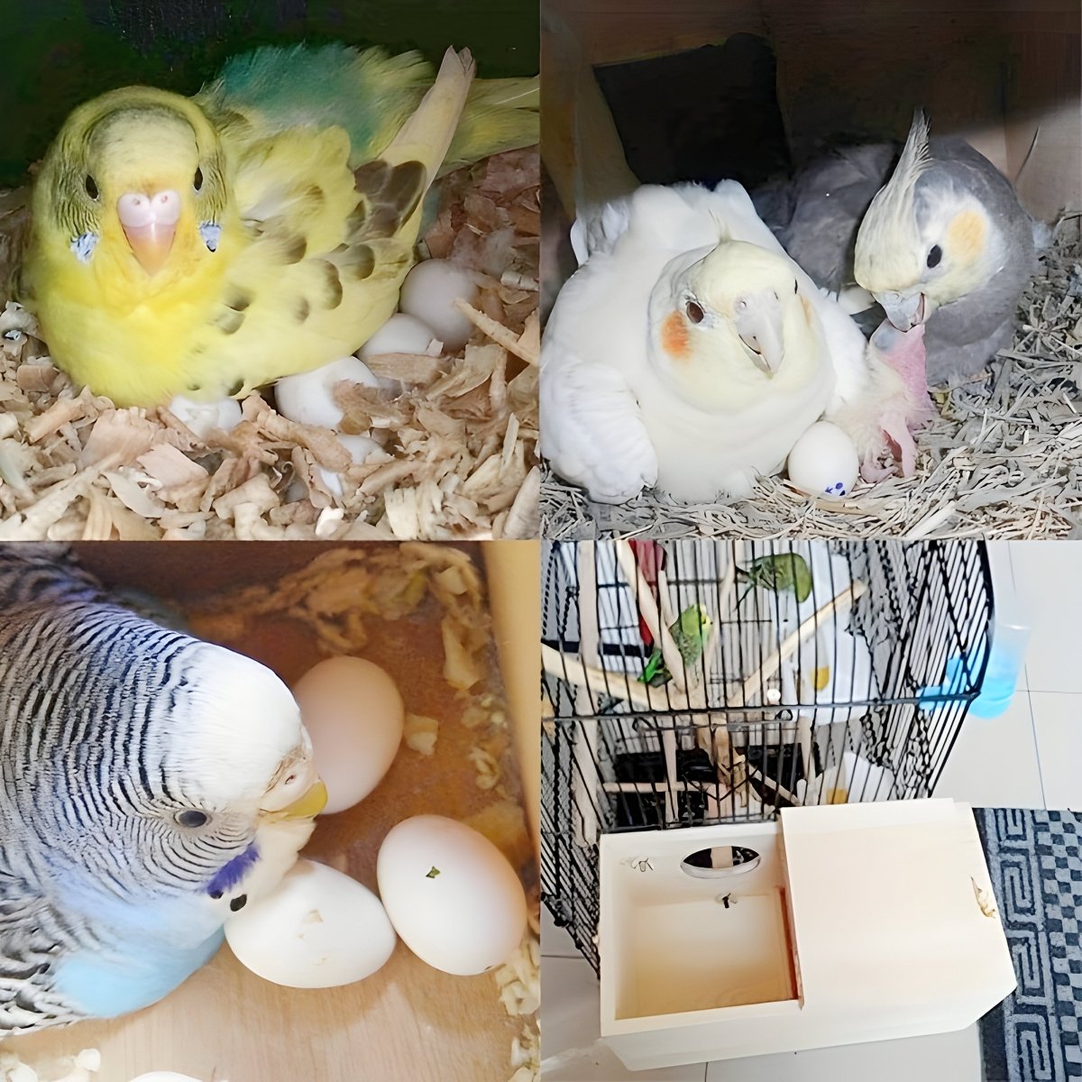 NESTCOTTAGE – Protezione naturale del legno per parrocchetti ondulati e altre specie di piccoli uccelli