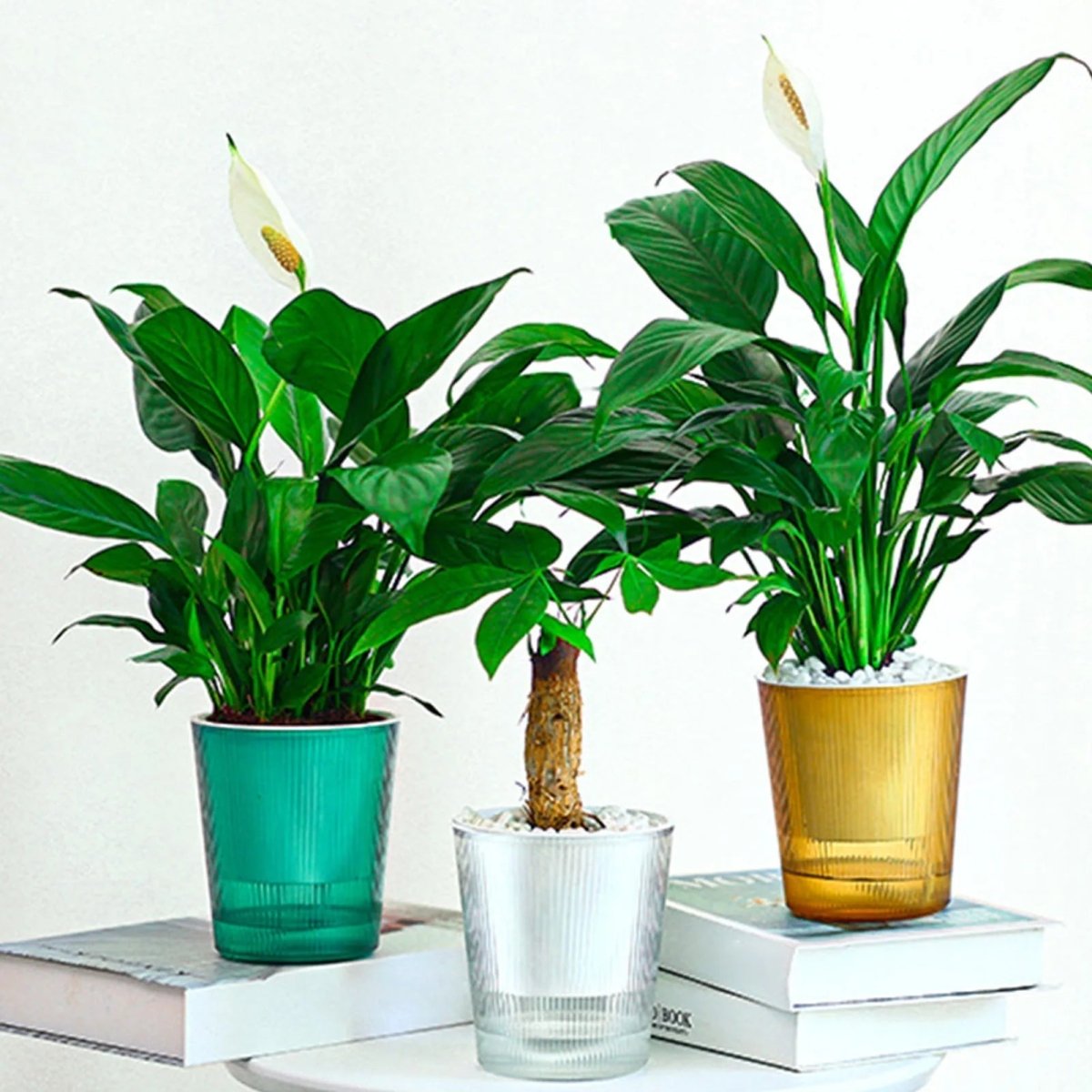 BLOOMSYNC – Vaso per piante autoirrigante, trasparente, per una cura delle piante senza sforzo