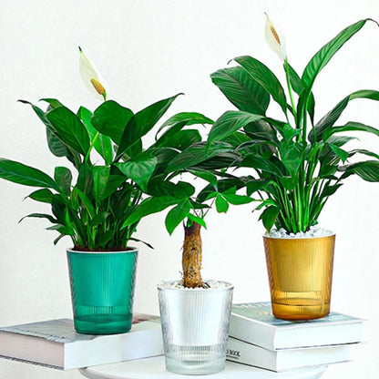 BLOOMSYNC – Vaso per piante autoirrigante, trasparente, per una cura delle piante senza sforzo