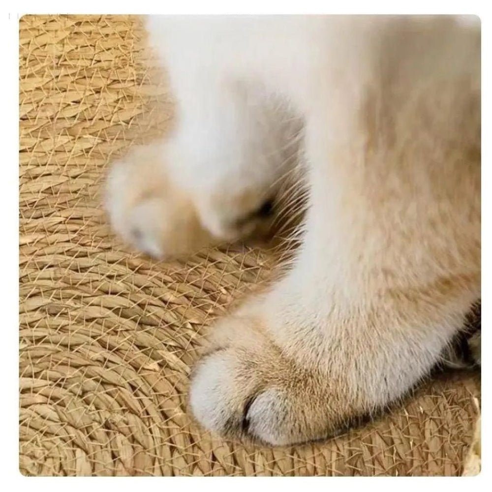 SNOOZIE – Letto per gatto rotondo ultra-morbido per un comfort accogliente