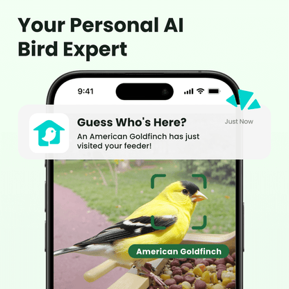 Birdfy Feeder Wood – Mangiatoia Intelligente in Legno con Telecamera