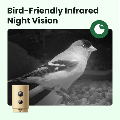 Birdfy Feeder Wood – Mangiatoia Intelligente in Legno con Telecamera