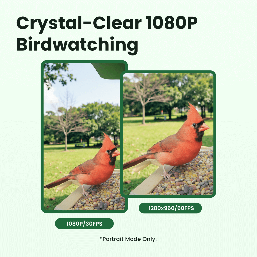 Birdfy Feeder Wood – Mangiatoia Intelligente in Legno con Telecamera