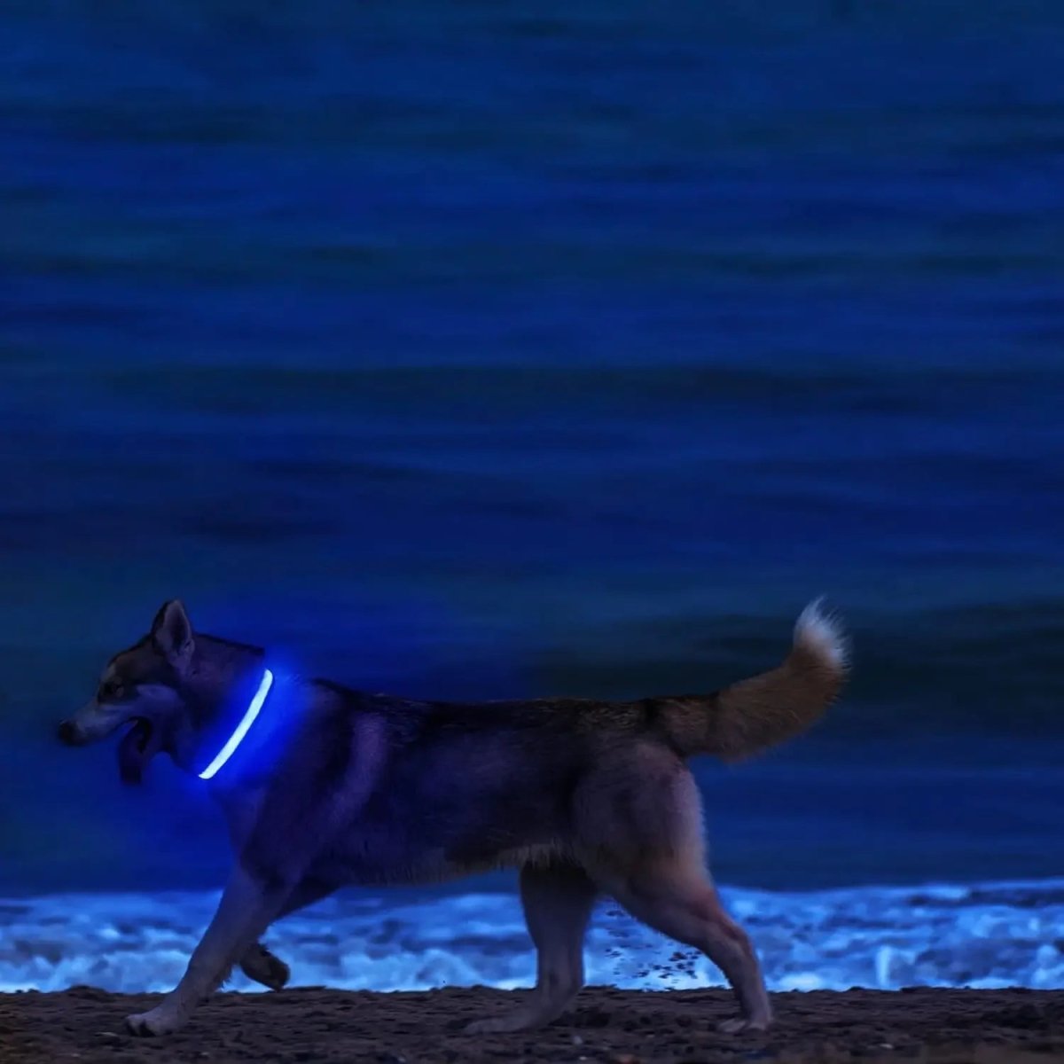 GLOWRUN – Collare LED di sicurezza per cani con taglia regolabile