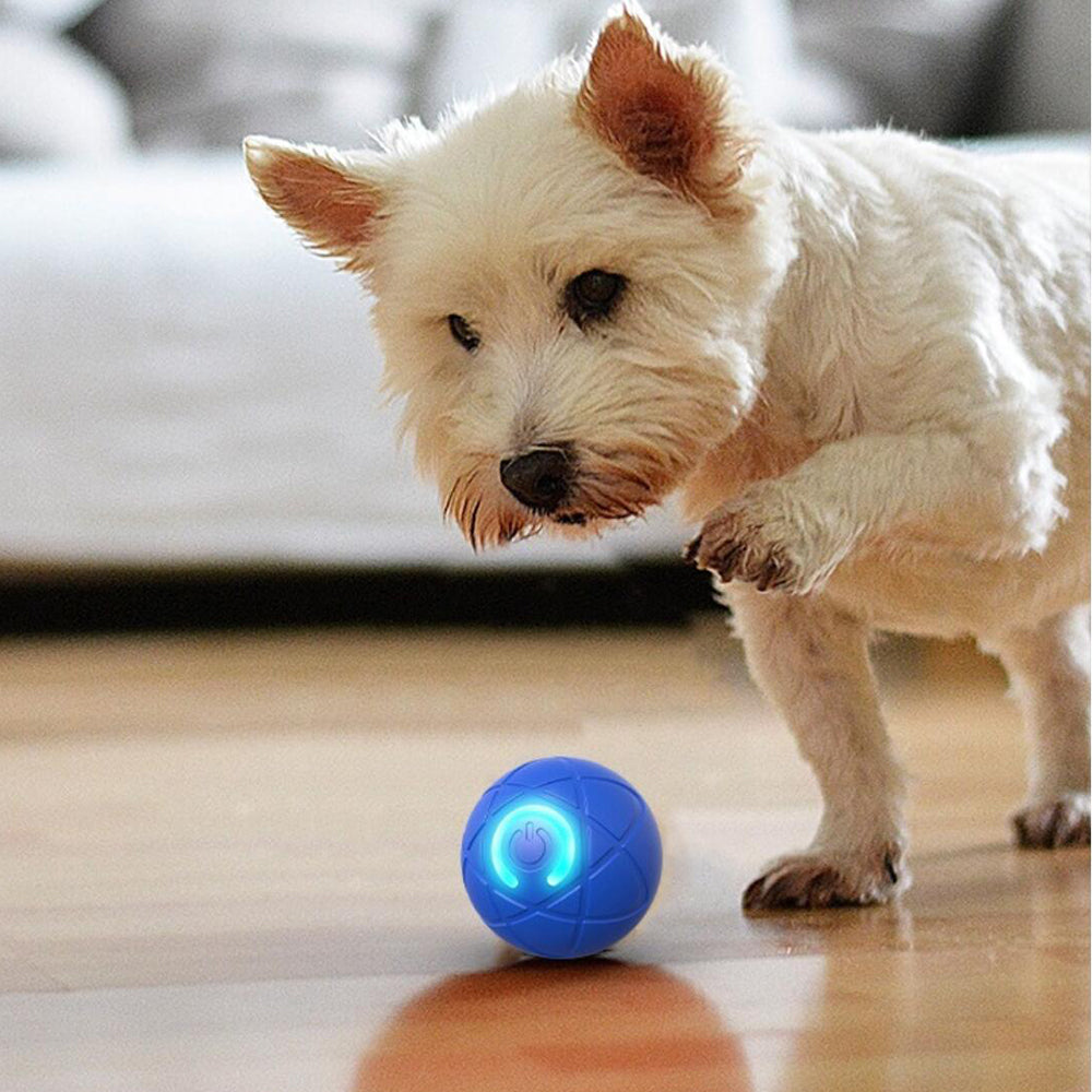 Palla interattiva automatica blu per cani e gatti