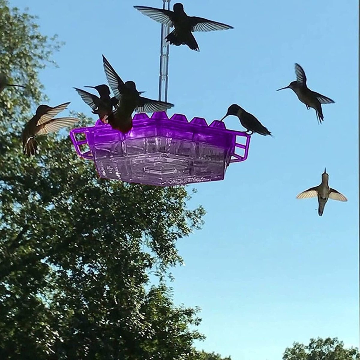 VOGELTRAUM - Alimentatore di nettare a prova di formiche per i colibrì