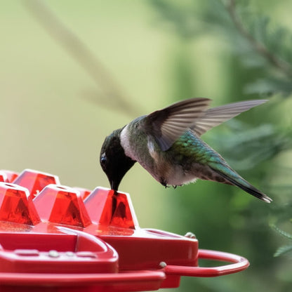 VOGELTRAUM - Alimentatore di nettare a prova di formiche per i colibrì