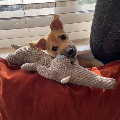 HARDPAW TOY – Giocattolo masticabile resistente per cani di taglia piccola e grande
