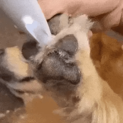 Tagliacapelli SilentPet - Silenzioso per zampine pulite e zone sensibili