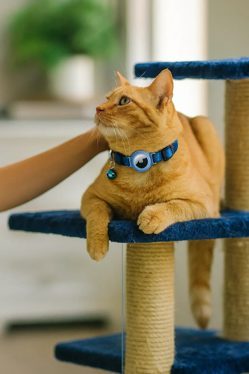 Collare per Gatti con Porta AirTag | Sicurezza e comfort quotidiano