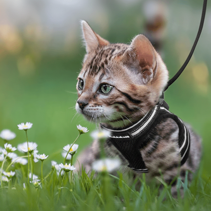 WANDERPAW – Imbracatura per gatto a prova di fuga con dettagli riflettenti