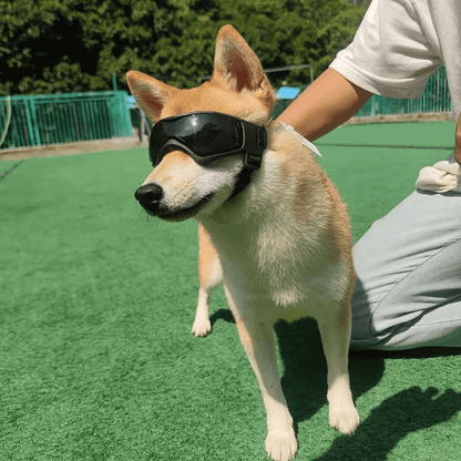Occhiali protettivi per cagnolino