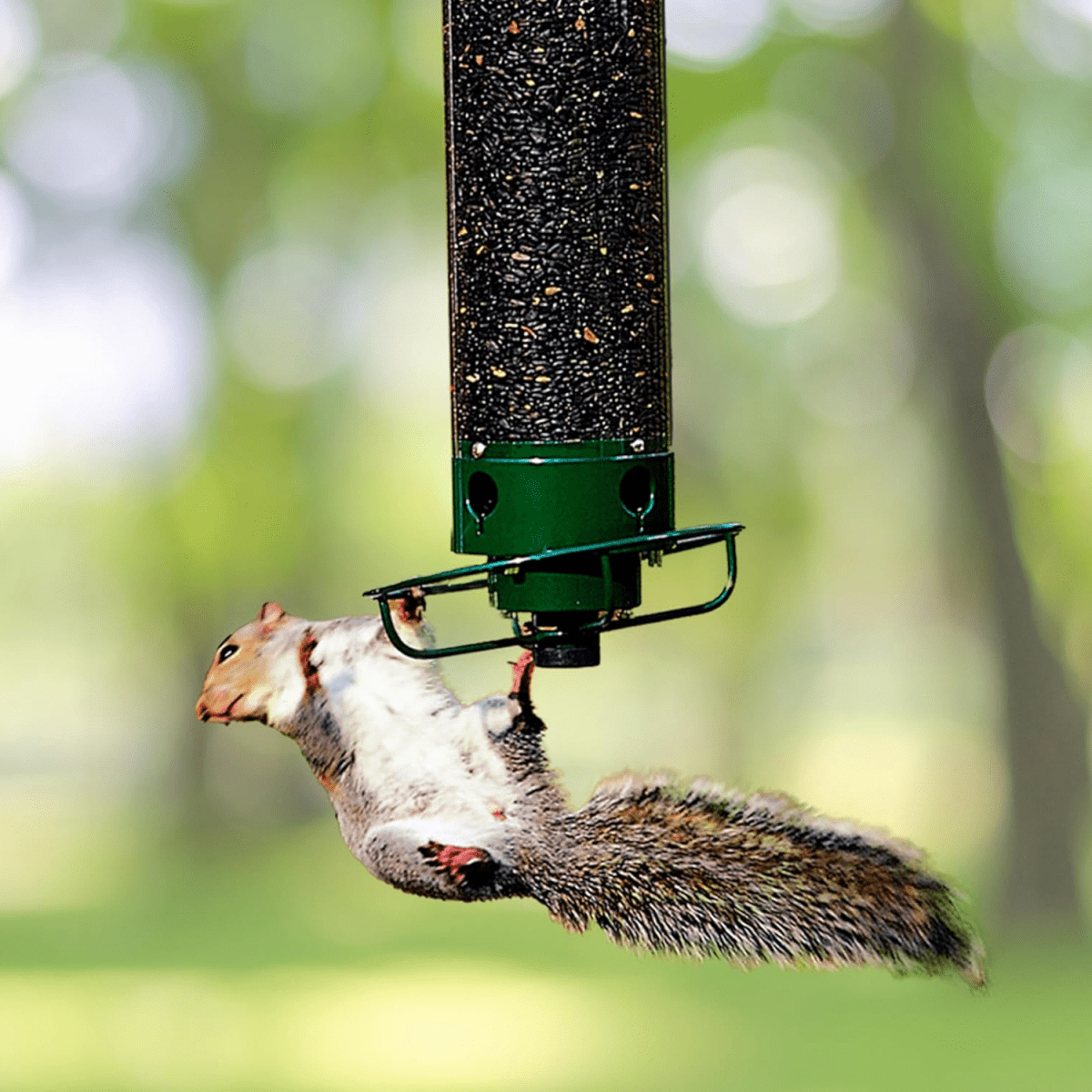 WILDFEED – Alimentatore per uccelli all'aperto con sistema multi-porta e funzione di protezione
