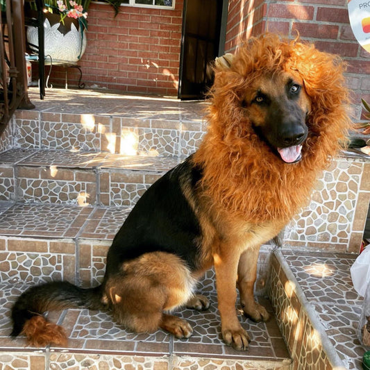 Costume da leone per cani per Halloween, criniera di peluche con orecchie per cani medi e grandi, collo regolabile 60-80