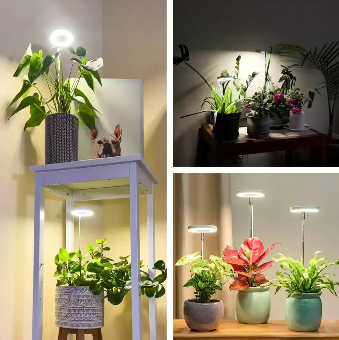 Lampada per piante | LED a spettro completo e timer dimmerabile