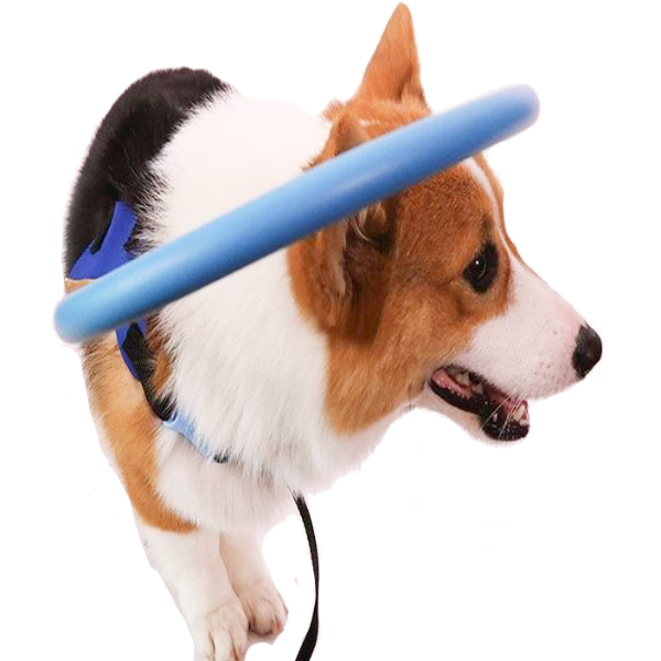 Pettorina con collare paraurti per cani ciechi – ausilio per la mobilità