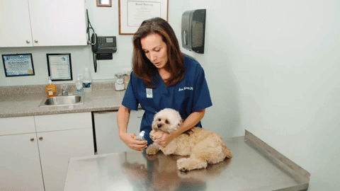 Tronchesina per Unghie del Cane con Sensore di Sicurezza Luminoso